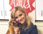 reesewitherspoon 3 days ago With my new friend Penny Lou the rescue.. She's really excited about #WildMovie being on @iTunes!
