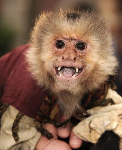 A capuchin monkey, dubbed Jack the Monkey in "Pirates Of The Caribbean" looks at the camera at the 2011 Disneyland premiere of "Pirates of the Caribbean: On Stranger Tides." One of the two monkeys currently being used in the film attacked a woman at the set of the new installment of the film series on Tuesday.