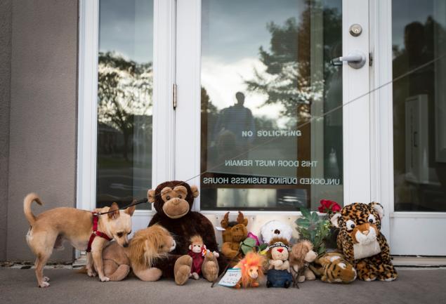 Bernie the dog sniffs stuffed animals placed at the doorstep of Dr. Walter Palmer's dental office Tuesday.