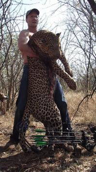 Palmer killed this 175-pound leopard with a bow and arrow.